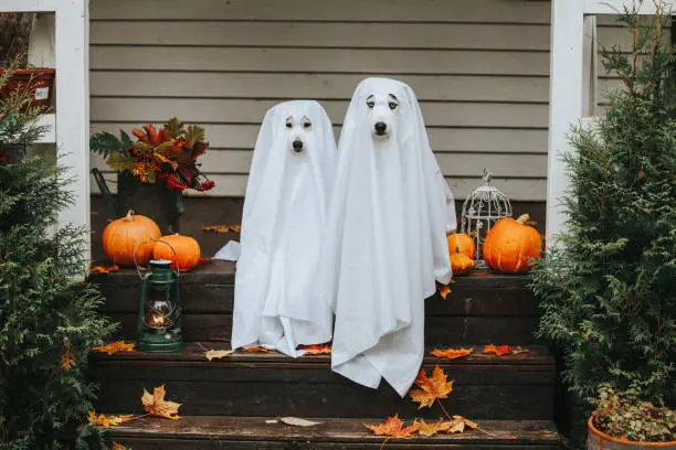 Spooktacular Style Your Ultimate Guide to Halloween Fashion